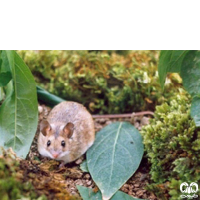 گونه موش صحرایی هیرکانی Hyrcanian Filed Mouse